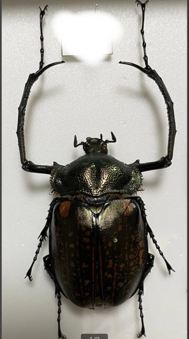 マレーテナガコガネ　標本　ペア