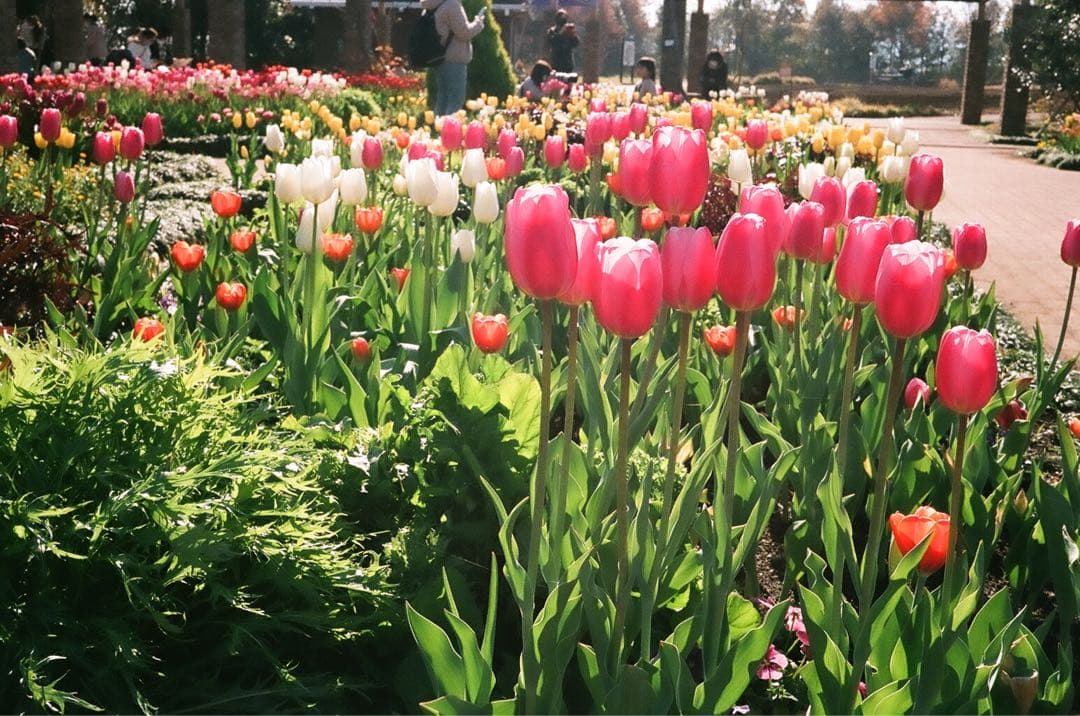 【作動保証1ヶ月】整備済、完動品/ OLYMPUS 35DC　オリンパス