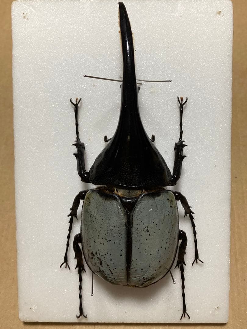 ヘラクレス・ヘラクレス　ブルー標本 週末限定価格‼️