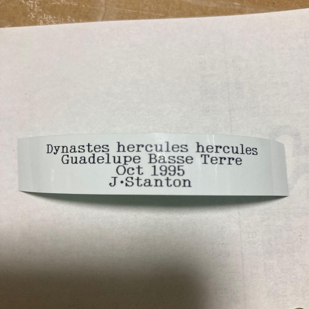 ヘラクレス・ヘラクレス　ブルー標本 週末限定価格‼️