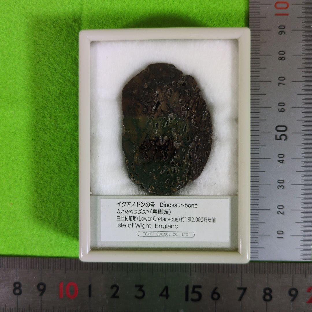 イグアノドンの化石　アンモナイトの化石