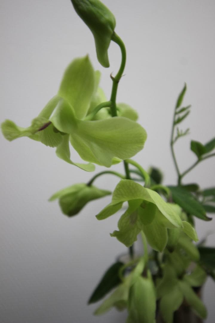 【レンズ４本セット】Canon EOS デジタル一眼レフカメラ Kiss X5