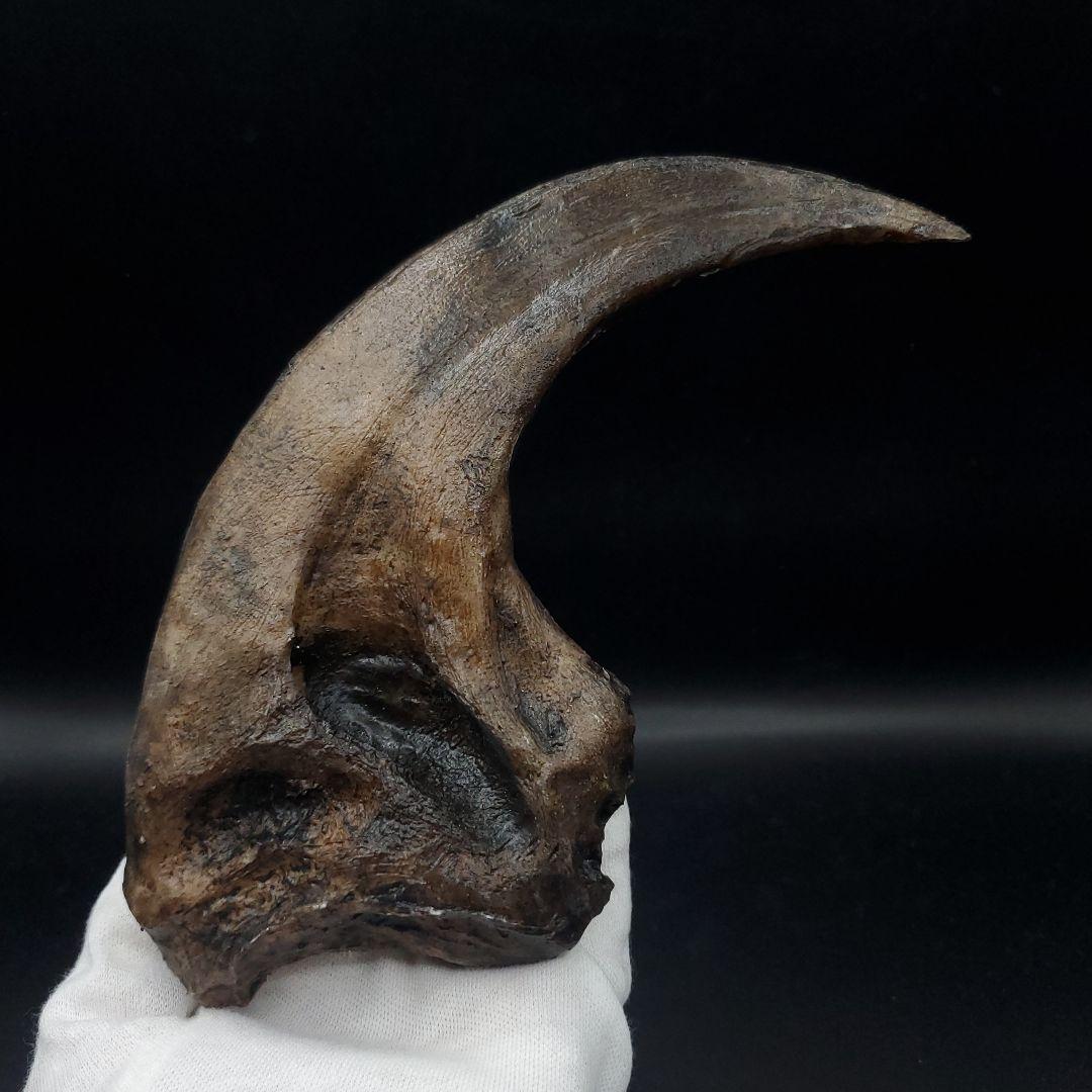 アロサウルス 爪 化石 レプリカ 約171.62mm  arr17