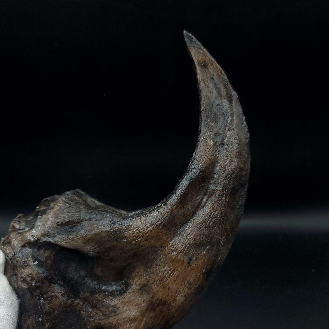 アロサウルス 爪 化石 レプリカ 約171.62mm  arr17