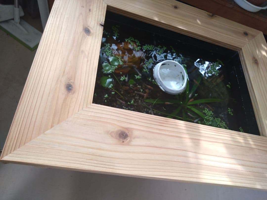 木目の美しい　メダカビオトープ木枠　ボックス付き