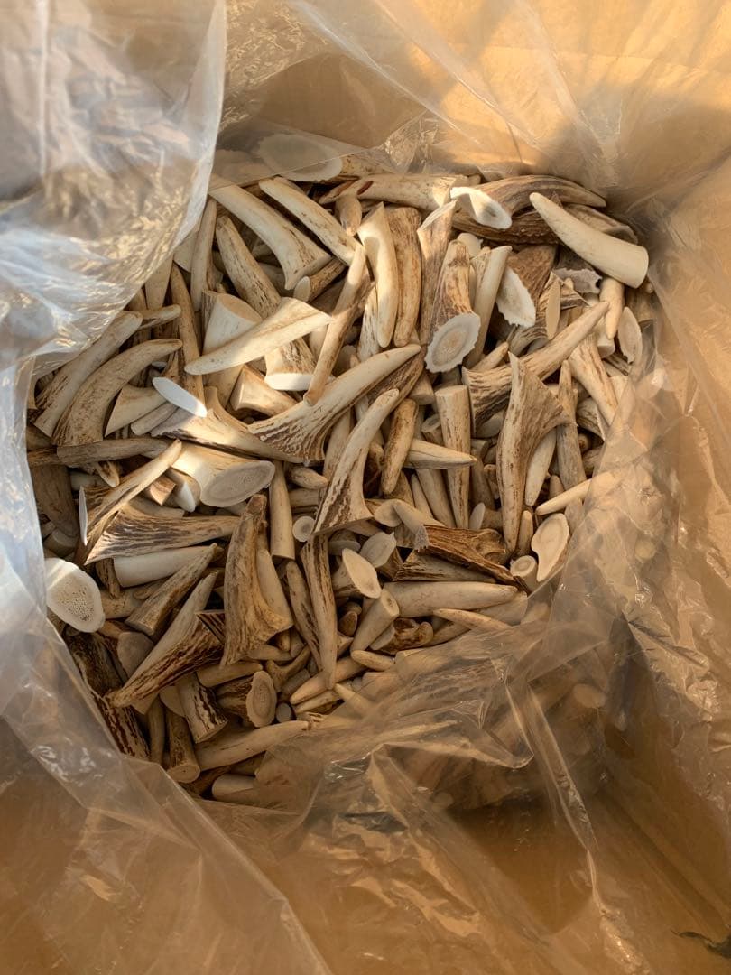 Susi　鹿の角端材