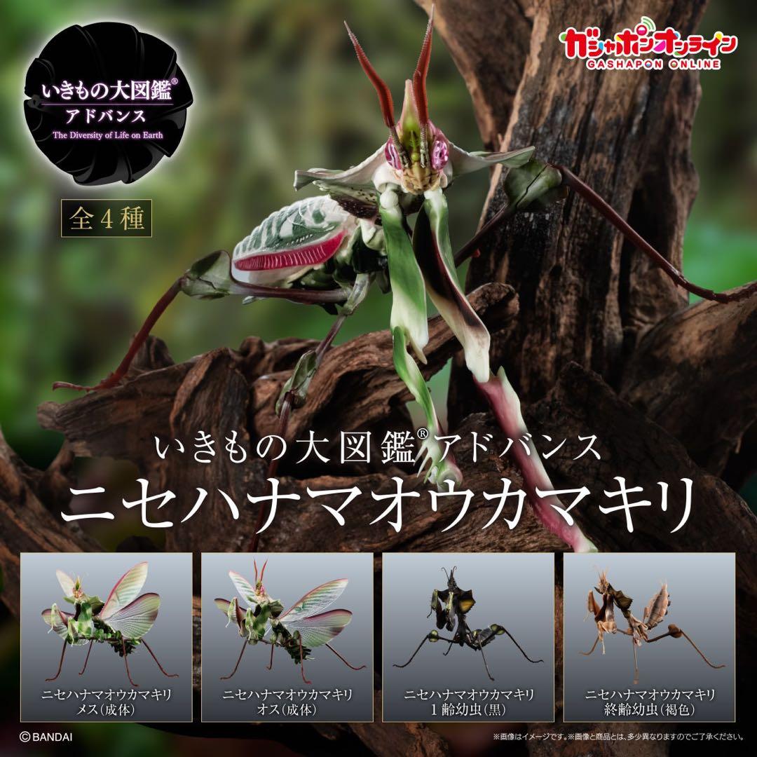 シ*ン様 いきもの大図鑑アドバンス　ニセハナマオウカマキリコンプリート