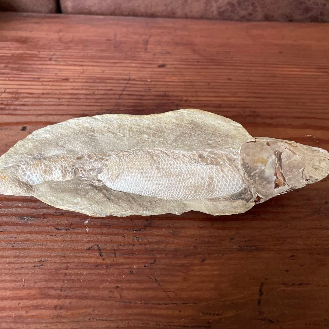 魚　化石　古代魚