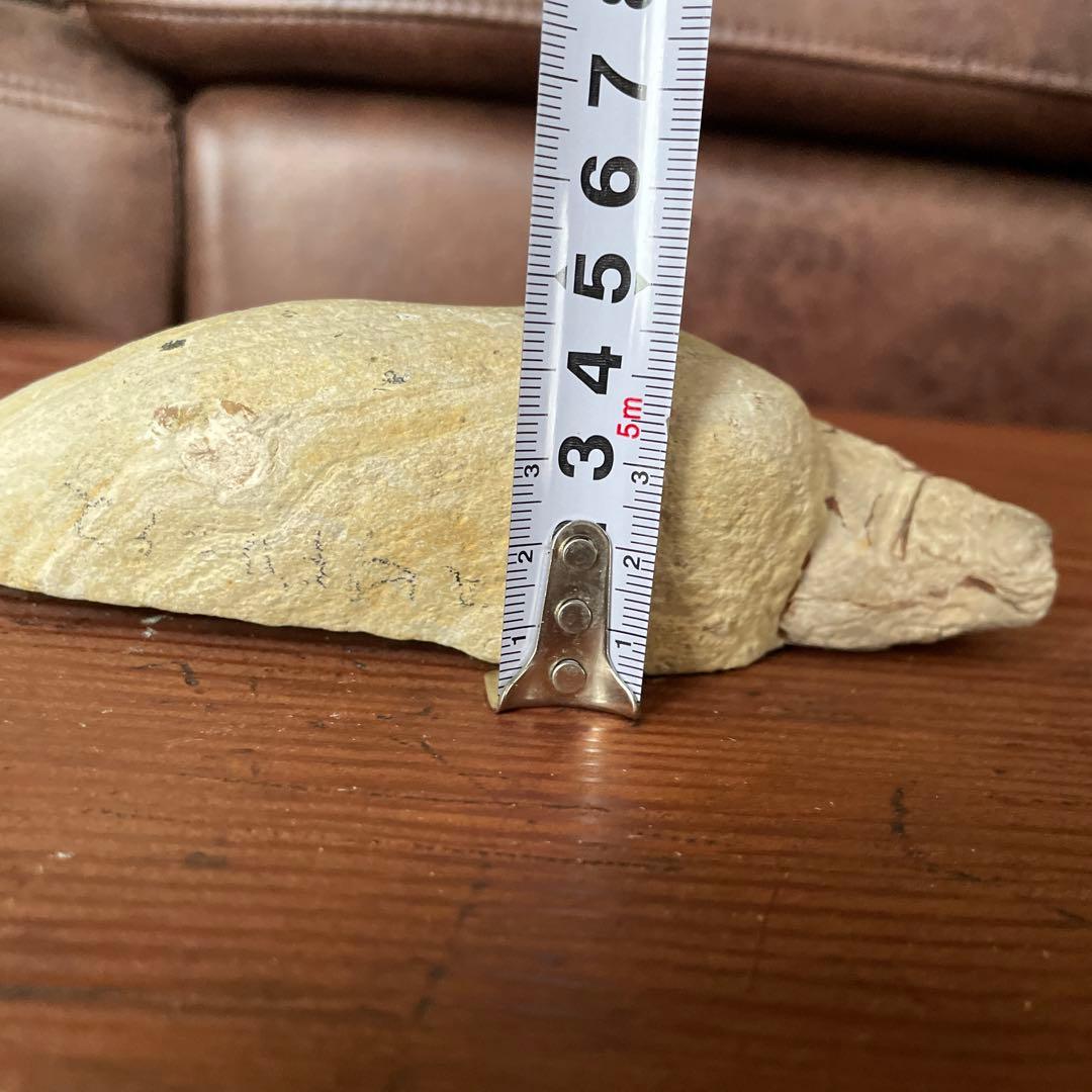 魚　化石　古代魚