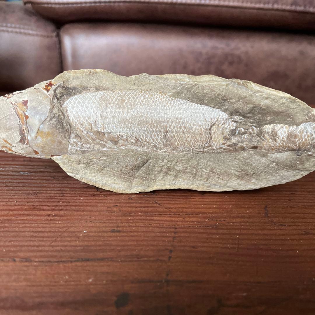 魚　化石　古代魚