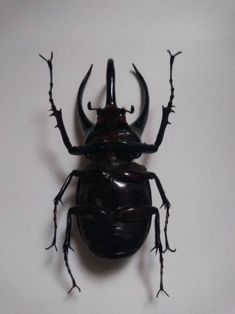 コーカサスオオカブト　昆虫標本