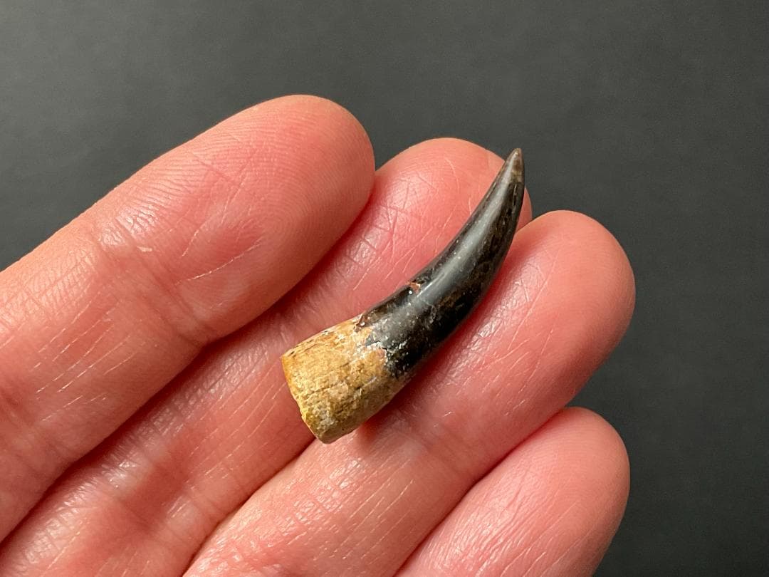 恐竜の歯 [DS361] エラスモサウルス 化石 超希少 レア