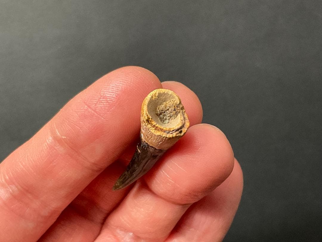 恐竜の歯 [DS361] エラスモサウルス 化石 超希少 レア
