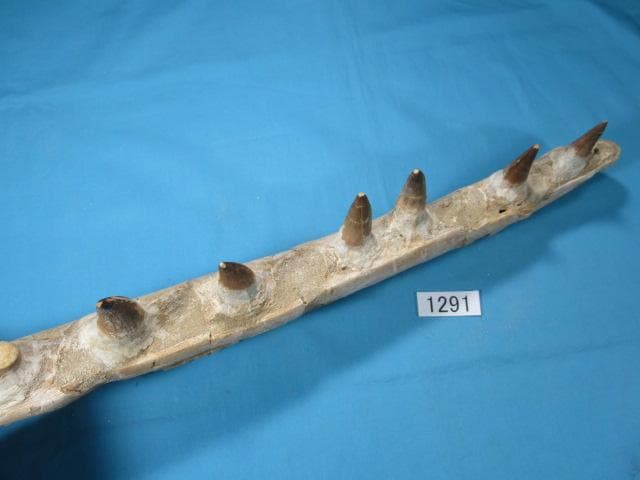 モササウルスの歯と顎骨　本物の化石　モロッコ　No.1291