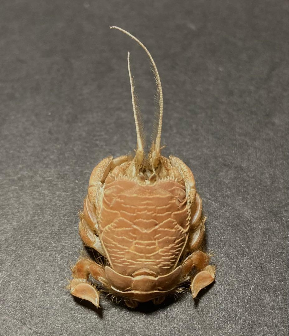 クダヒゲガニ 標本 約5cm カニ　乾燥標本　甲殻類