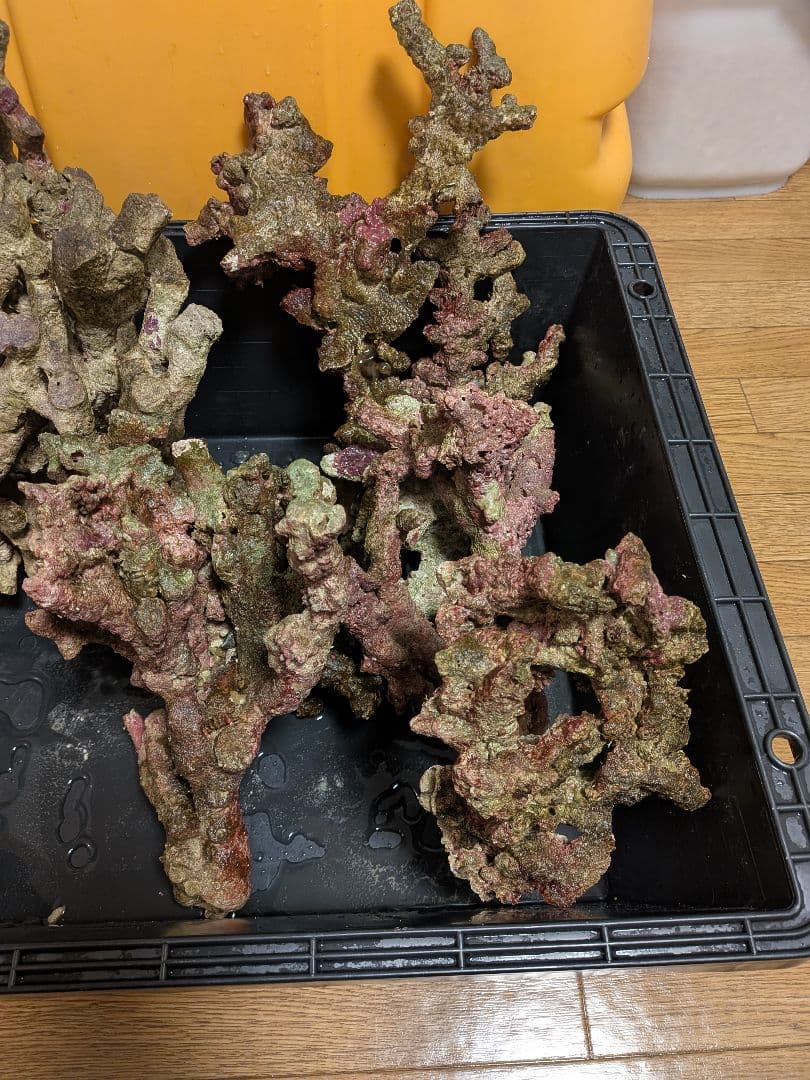 天然ライブロック　枝状含む15キロ以上