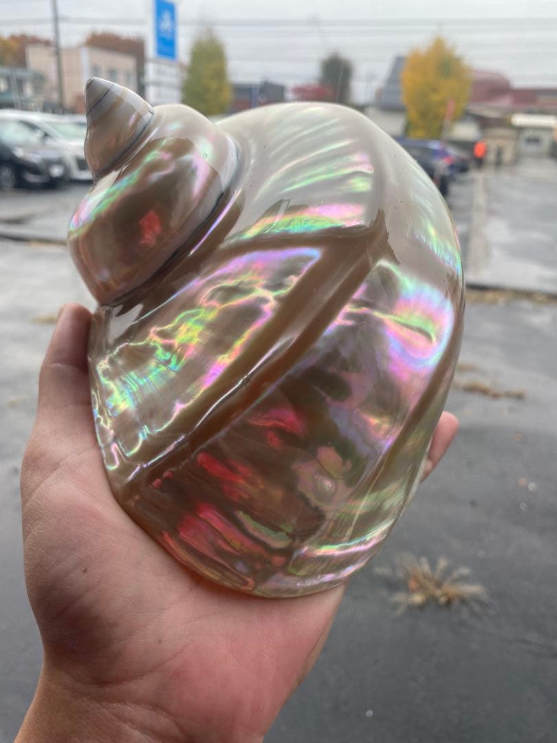 夜光貝　特大夜光貝　16x19cm 美品　置物　ピカピカ　ツルツル　色合いが綺麗