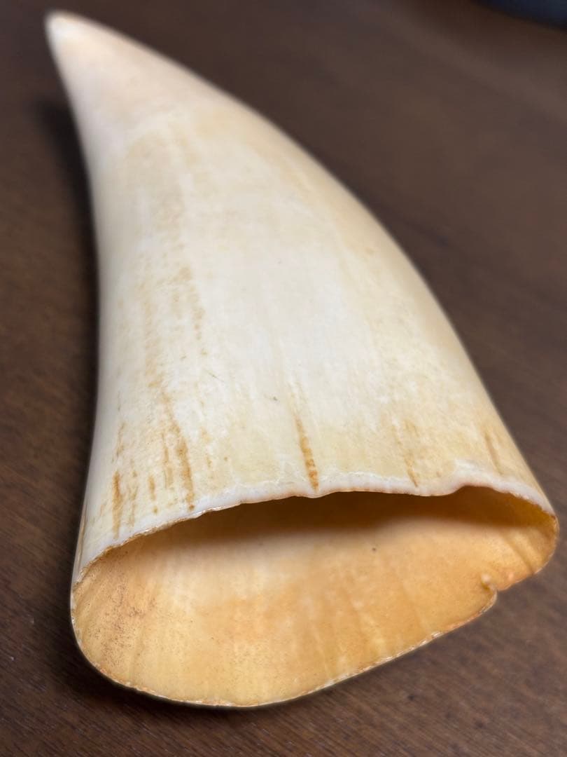 マッコウクジラ 鯨牙 鯨歯 天然素材 印材 彫刻　オブジェ