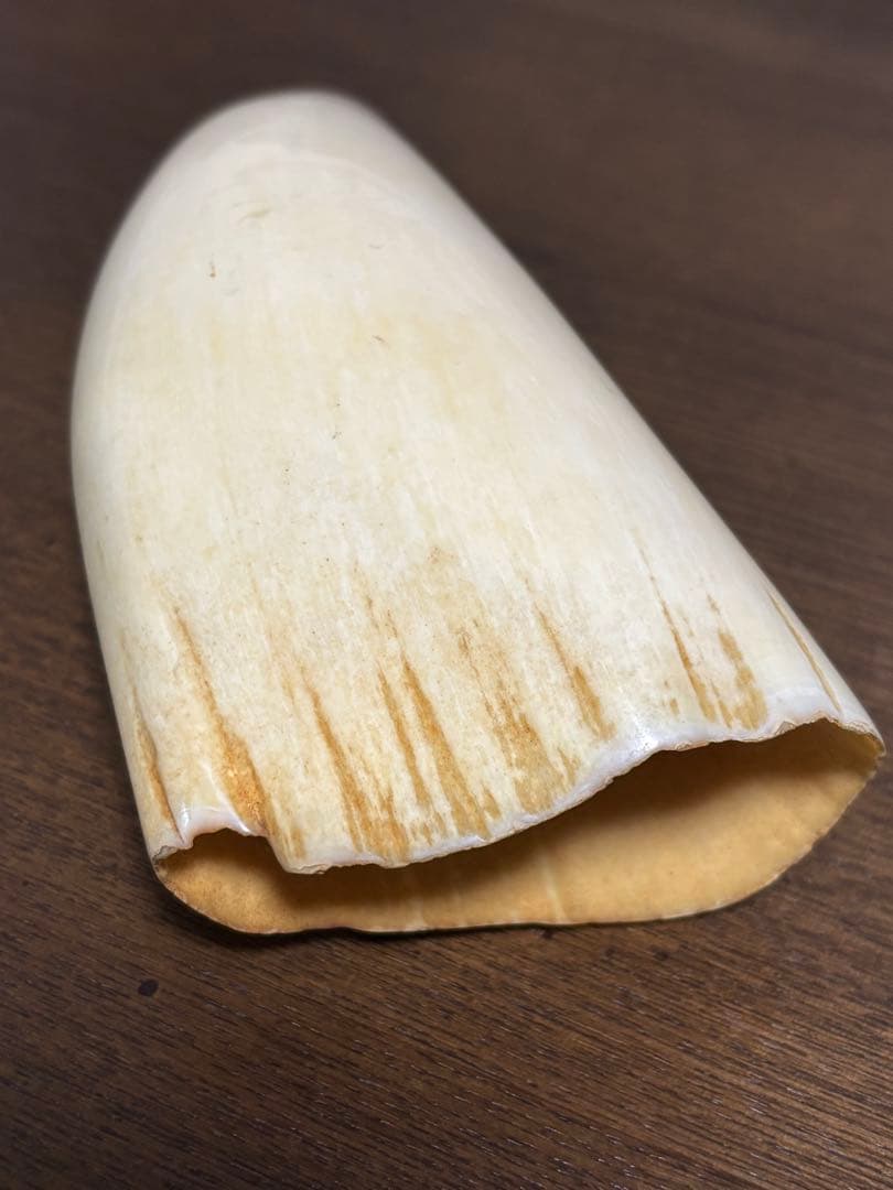 マッコウクジラ 鯨牙 鯨歯 天然素材 印材 彫刻　オブジェ