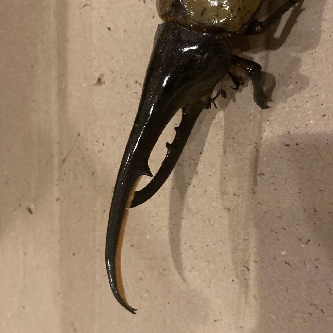 ☆4.乾燥標本ヘラクレスオス163㍉