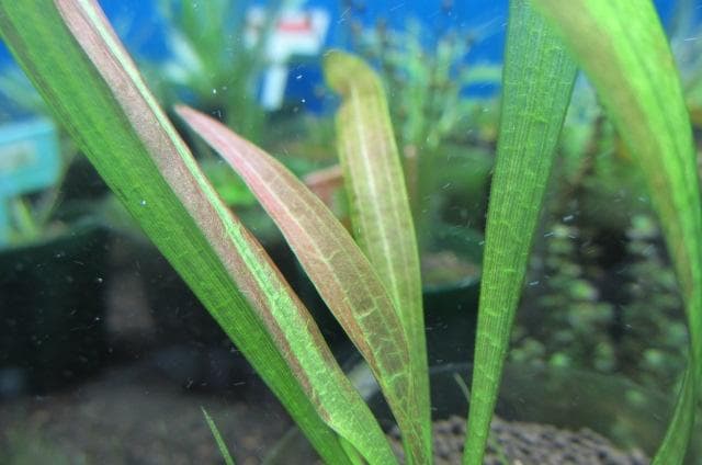 ☆ 美種！ 極珍種！ アマゾン　オテリア　アラグアイア川産　1株 ☆