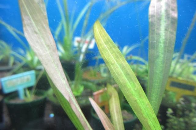 ☆ 美種！ 極珍種！ アマゾン　オテリア　アラグアイア川産　1株 ☆