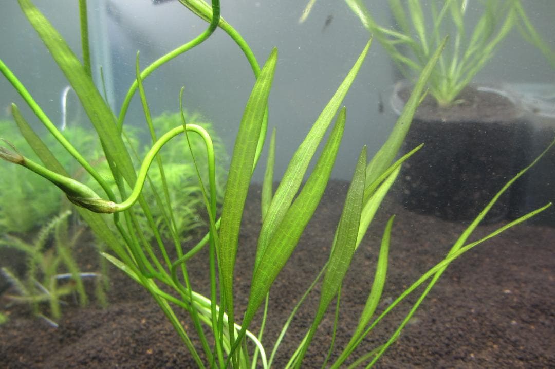 ☆ 美種！ 極珍種！ アマゾン　オテリア　アラグアイア川産　1株 ☆