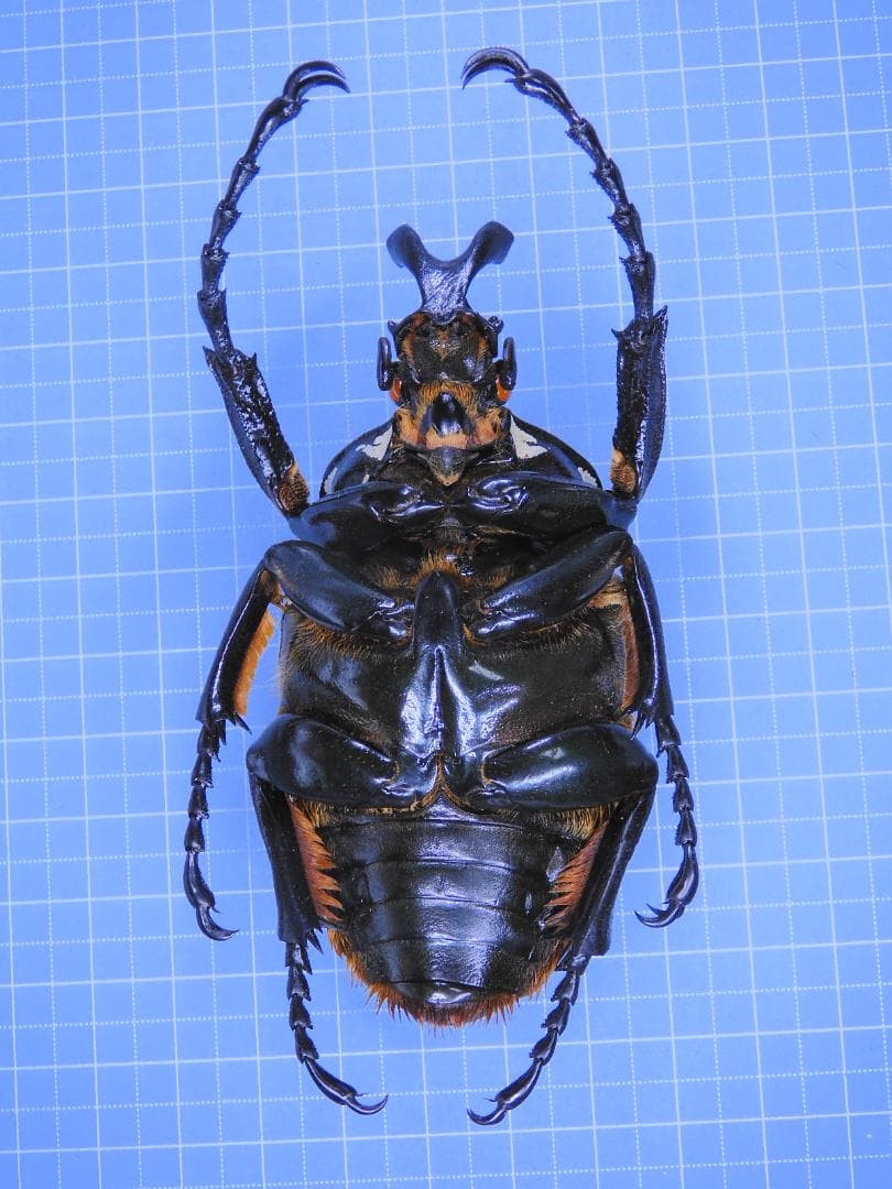 タンザニア産　プレウスオオツノハナムグリ　88mm