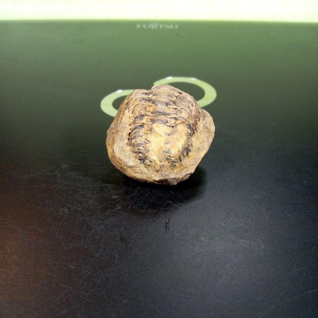 三葉虫　化石　fossil　ボリビア産　トライロバイト　三葉虫個体⑦