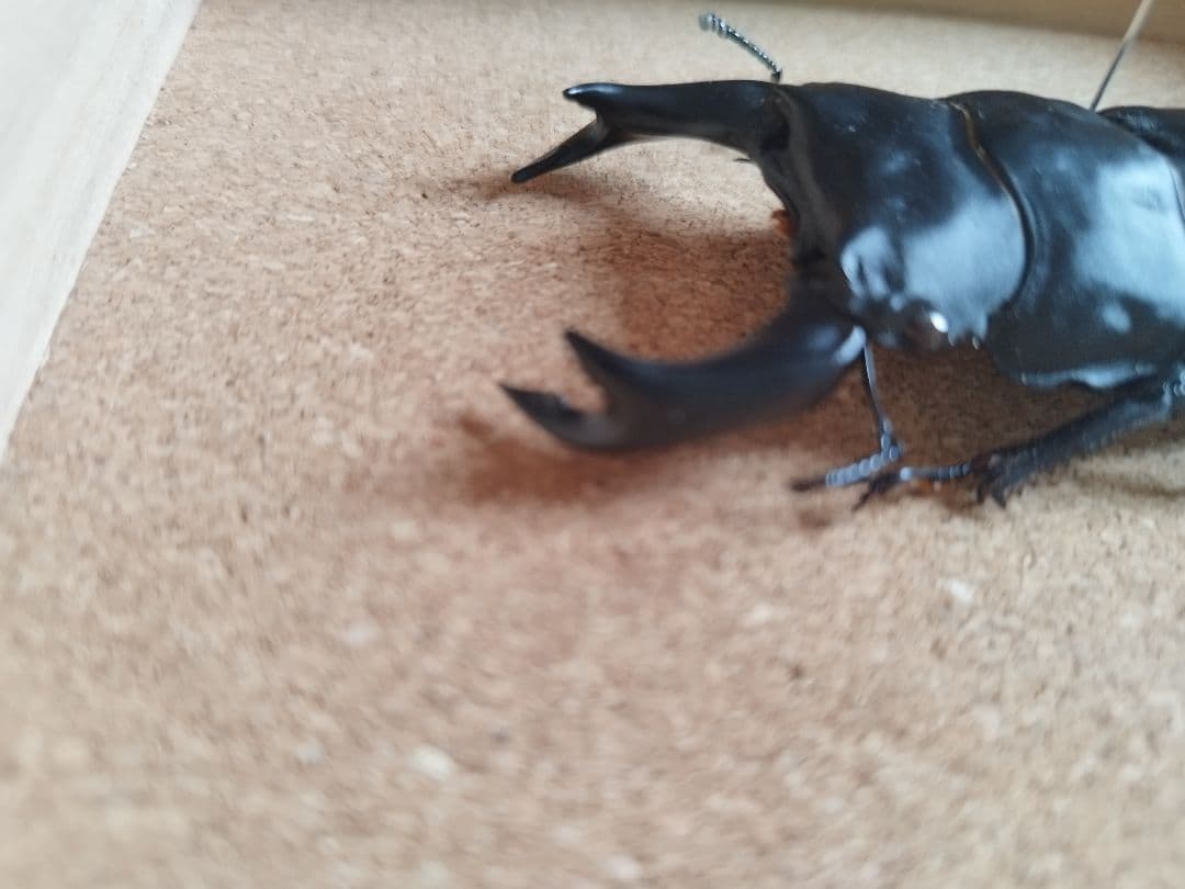 極太血統ホペイオオクワガタ♂80.3mm 標本 超大型サイズ