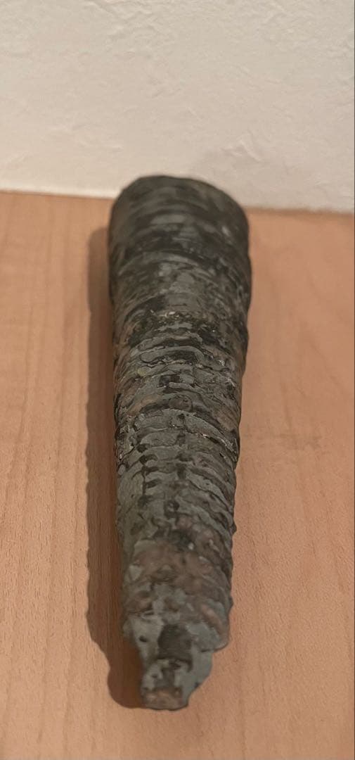 直角貝　化石　希少品