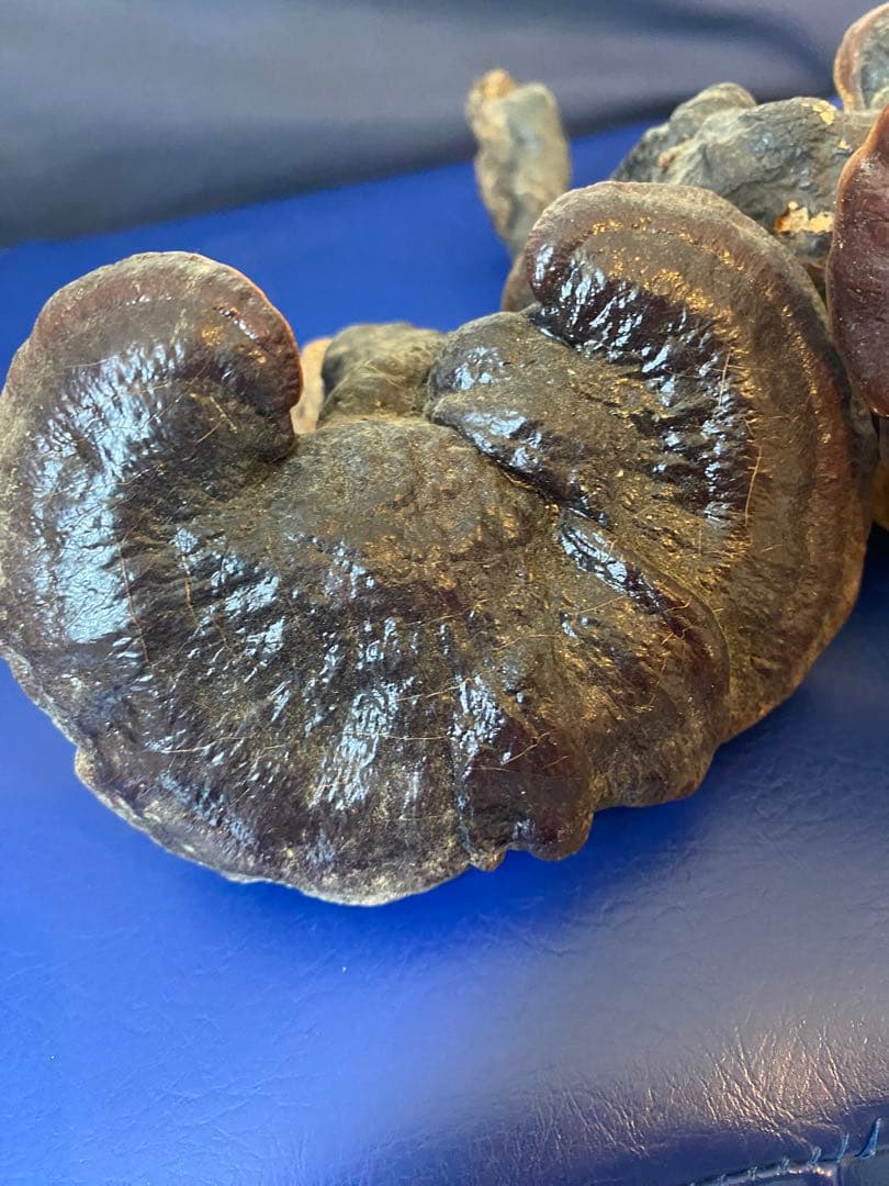 漢方灵芝草乾燥品、野生原生、重さ約136g、