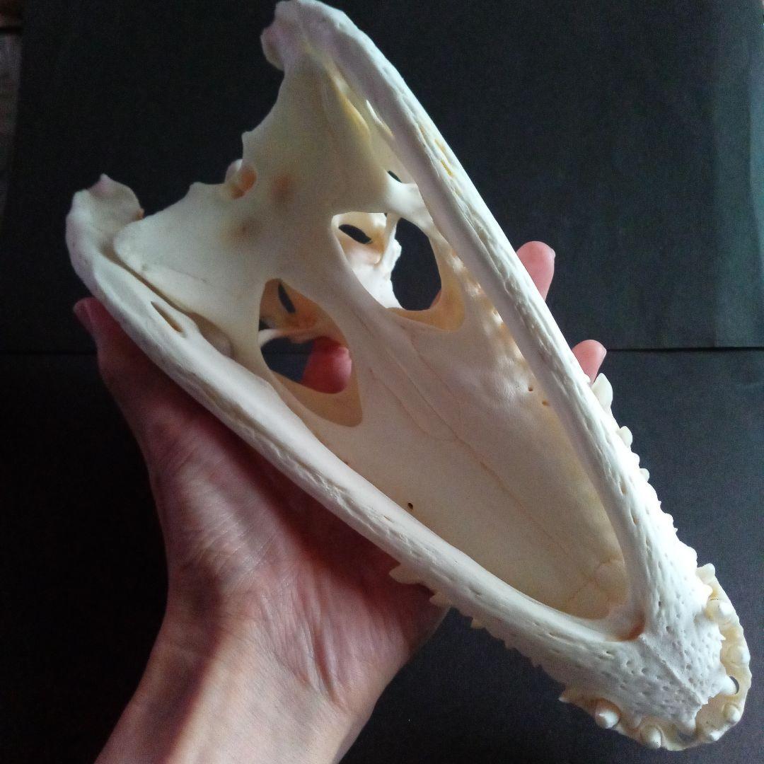 骨格　頭骨　ワニ　スカル　クロコダイル　美麗