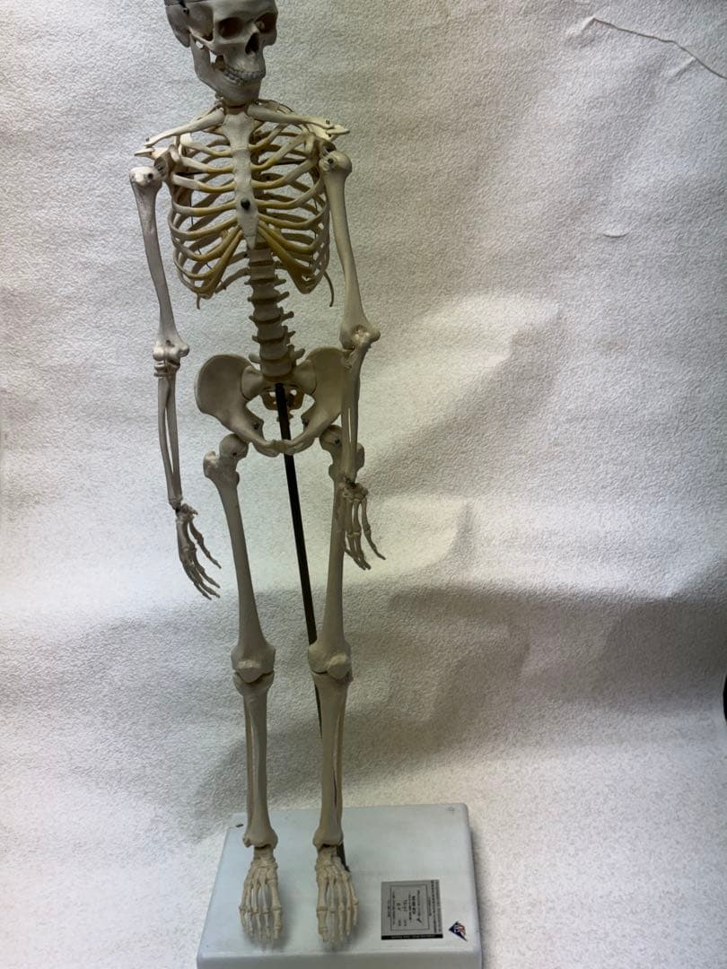 ☠️ガイコツ　医学教本　人体の骨格