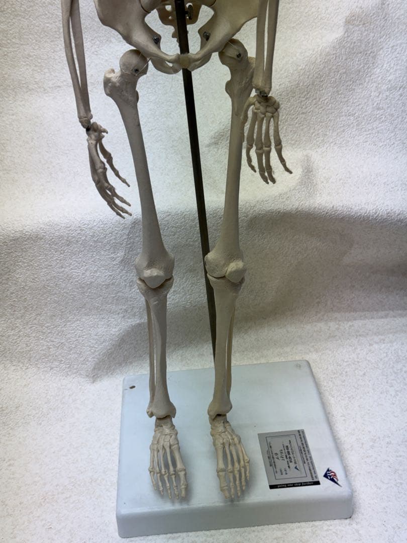 ☠️ガイコツ　医学教本　人体の骨格