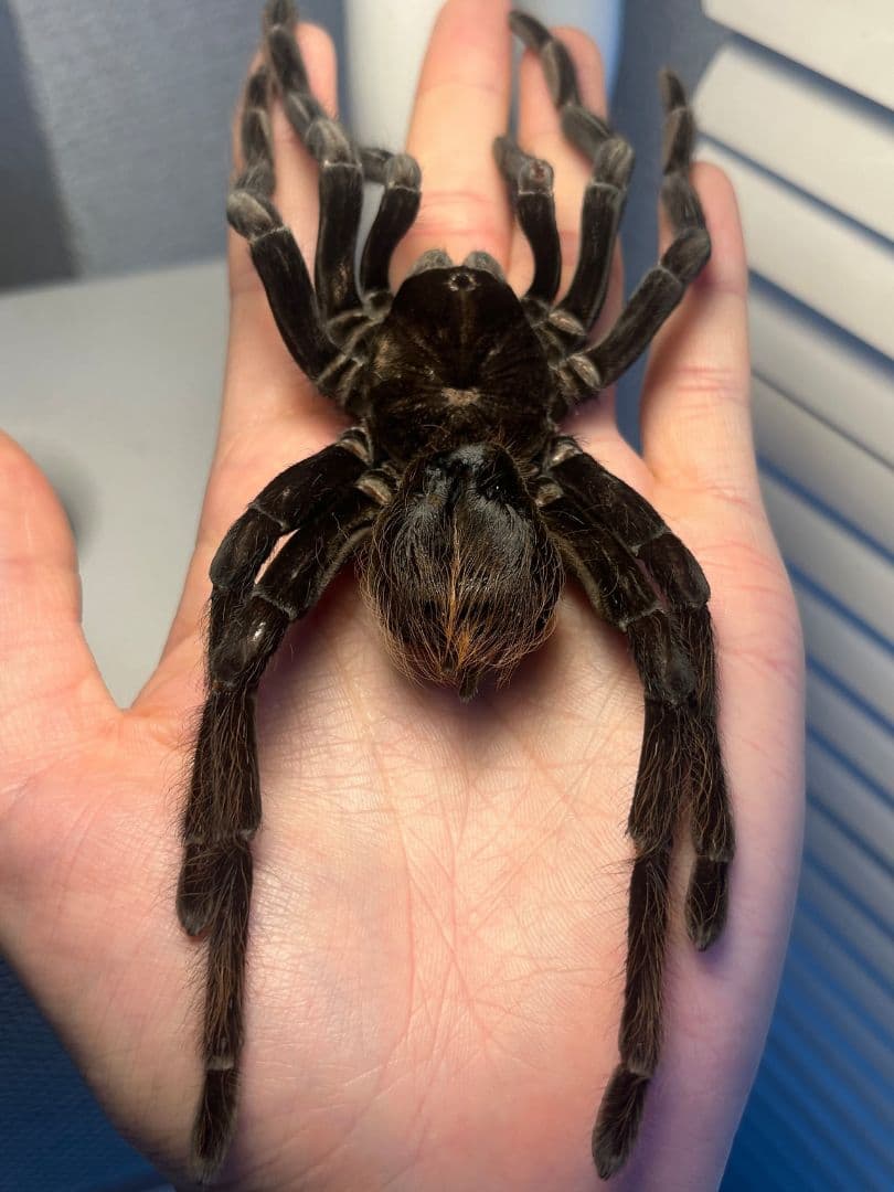 【特大標本】ボリビアンスティーリーブルータランチュラ LS17cm程ムカデ