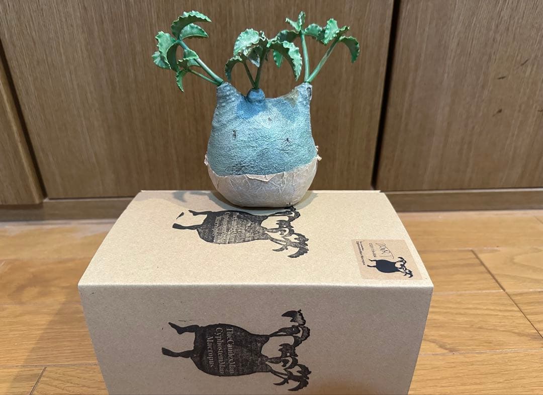 ozwrt TheCaudexMan キフォステンマ