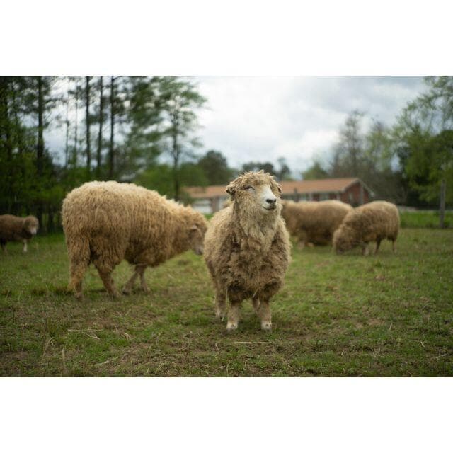 78　初期型　シルバー　ジュピター 8 　2/50 L39　オールドレンズ