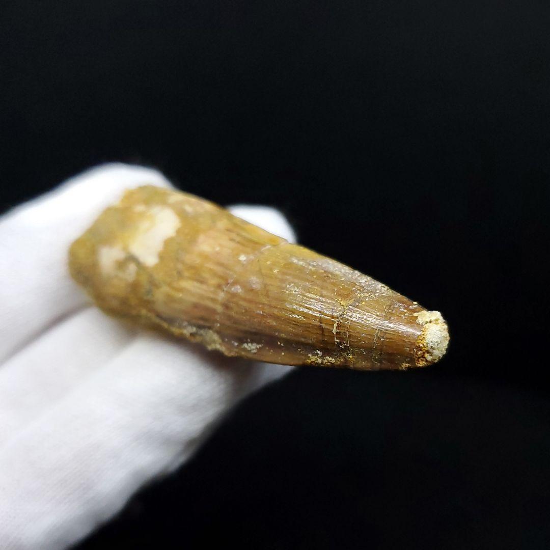 スピノサウルス 本物 モロッコ産 59.64mm ケース付き sp405