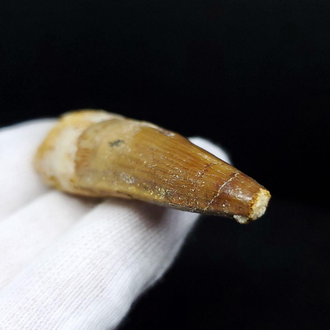 スピノサウルス 本物 モロッコ産 59.64mm ケース付き sp405