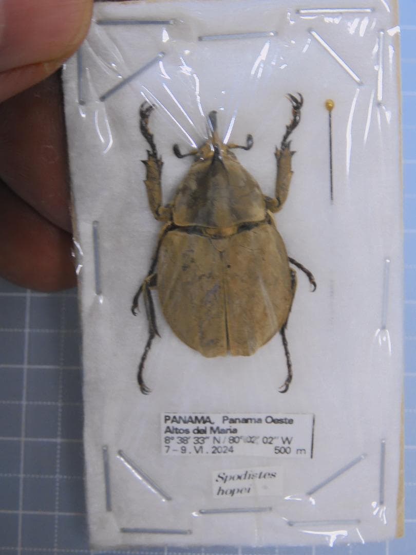 パナマ産　ホープビロードヒナカブト　31mm