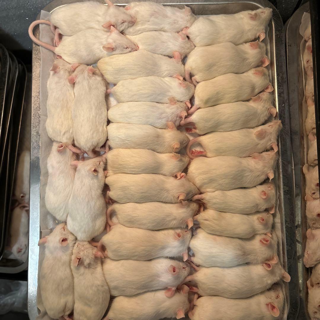 冷凍アダルトマウスM 50匹