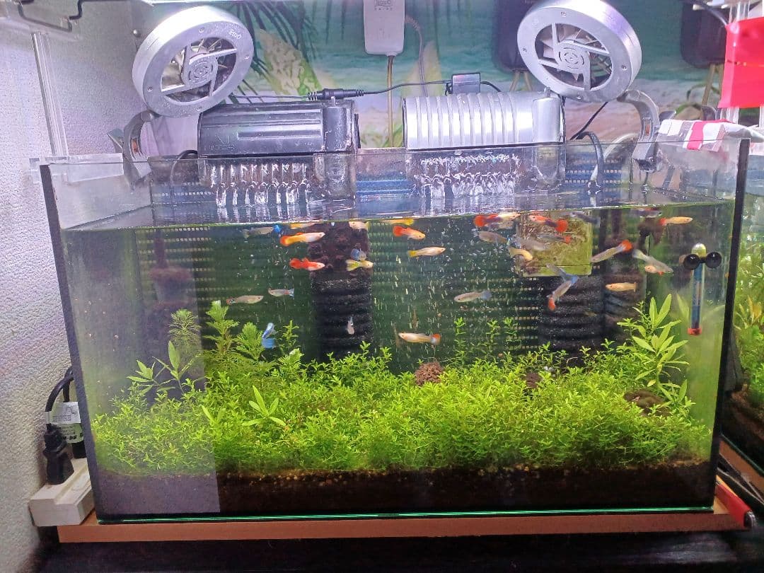 引き取り限定　水槽他　全て