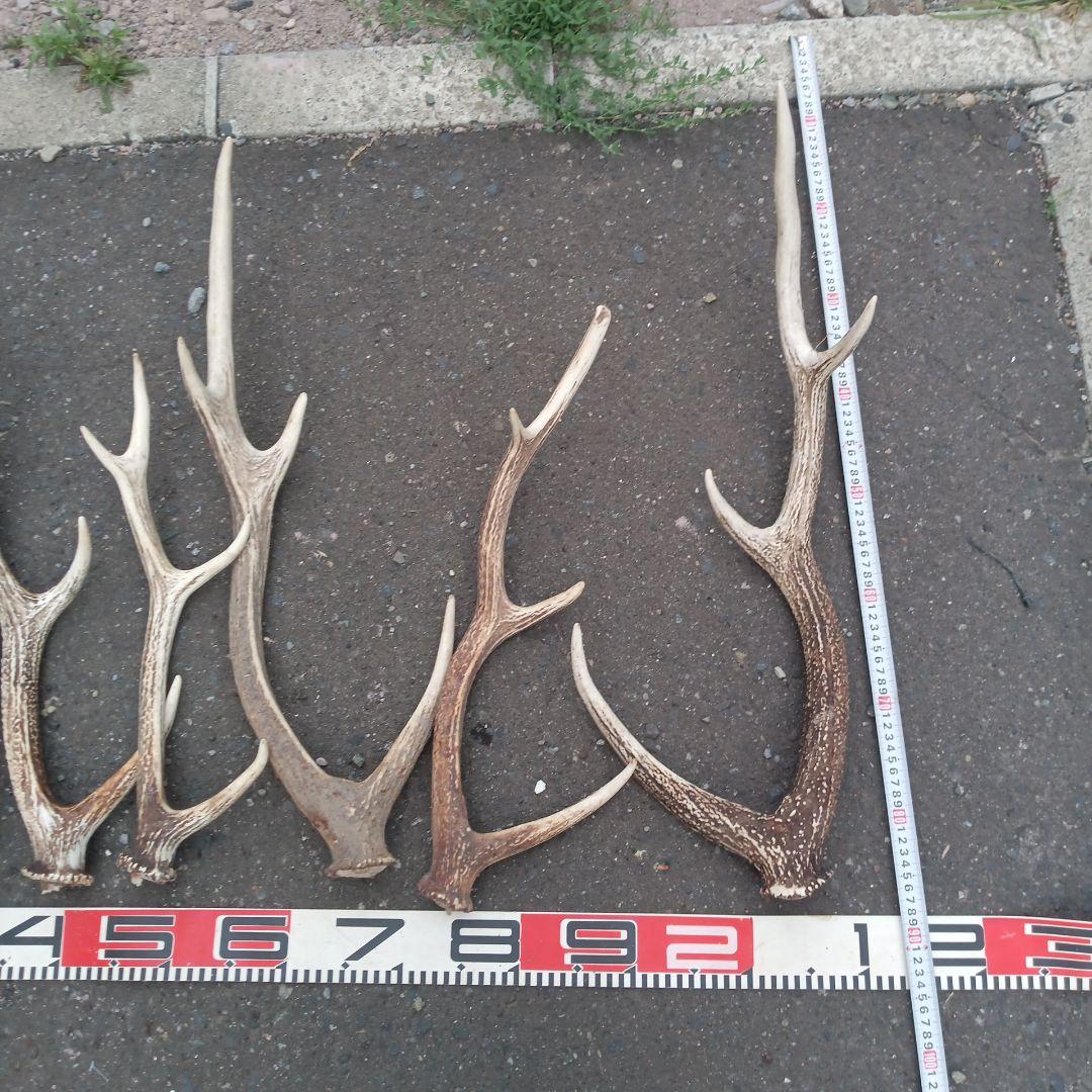 S*i様 天然蝦夷鹿の角 犬用おもちゃ　工芸品などに　 複数サイズ　　２２番