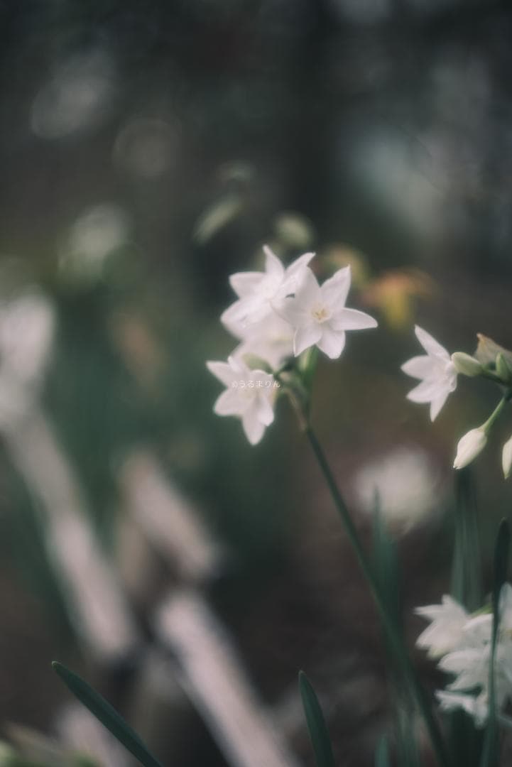 銘玉！Leica Summicron 50mm 1st Collapsible