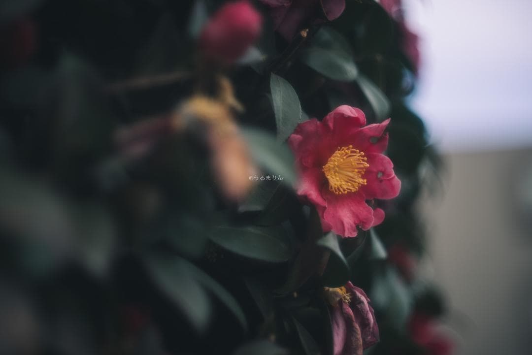 銘玉！Leica Summicron 50mm 1st Collapsible