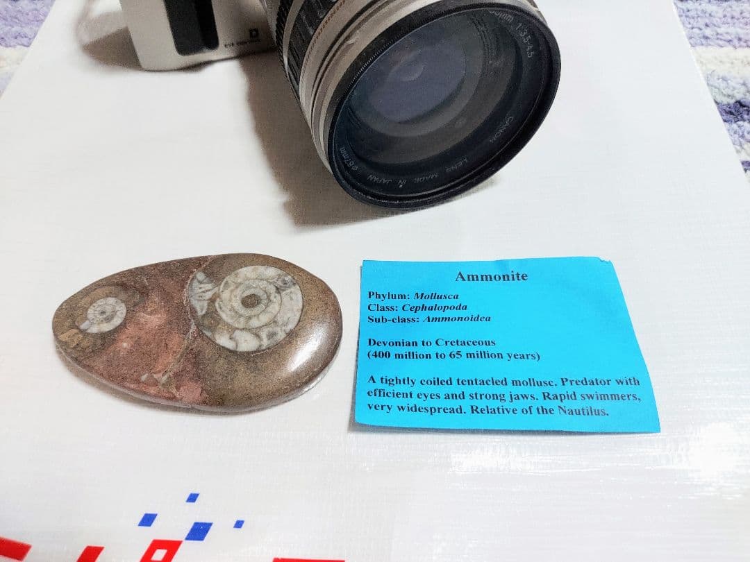 アンモナイトの化石