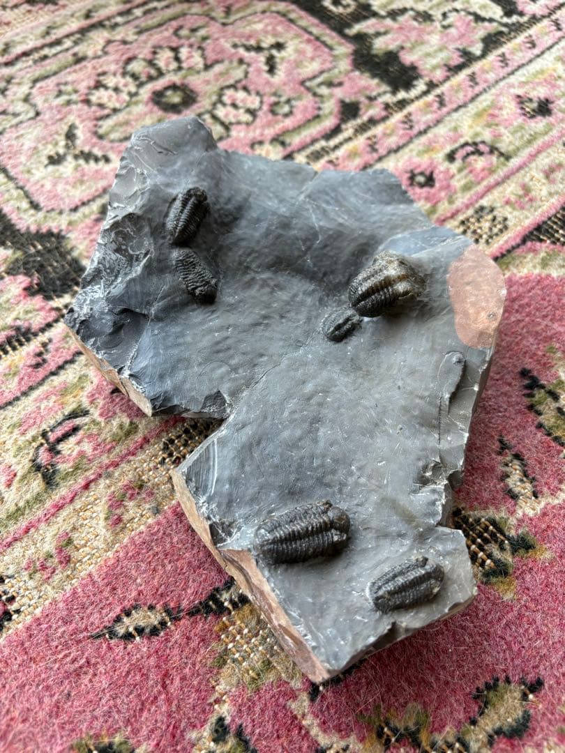 三葉虫　jorf 産　化石 標本 石