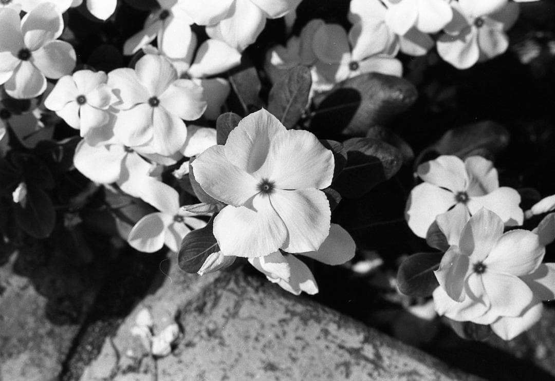 整備済完動品 ペンタックスSP黒＋Super Takumar 55mm f1.8