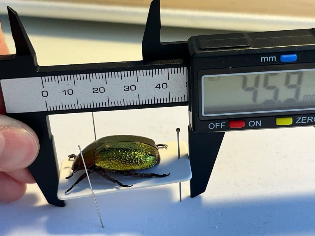 【最新作】ボウカルディプラチナコガネ Chrysina 頭が赤！昆虫標本